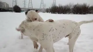 PIT BULLDOG AREY - PIT BULLDOG TERRY