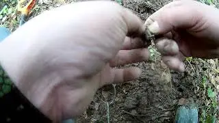 Бешеный коп в страшную грозу принес плоды!