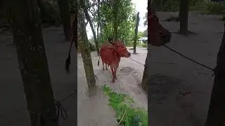কোরবানির গরু পার্ট ৮ #shorts