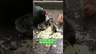 КУРОЧКИНЫ СЕКРЕТЫ 