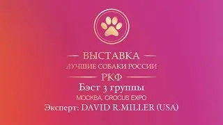 Выставка Лучшие собаки России, 17.02.2024,  Бэст 3 группы.