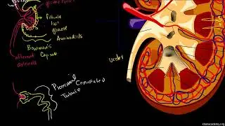 The Kidney and Nephron
