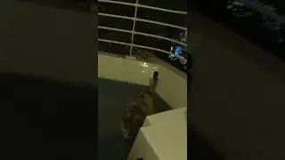 CAT from Jerusalem street cats hungry #shorts