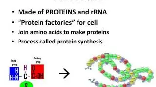 mitochondria