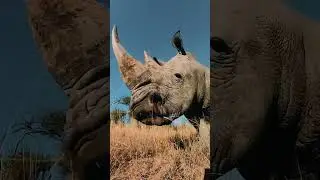 Namibia: Where Wonders Unfold! #shorts #namibia #short #shortvideo #elephant #africa #wildlife