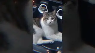 Мой котик