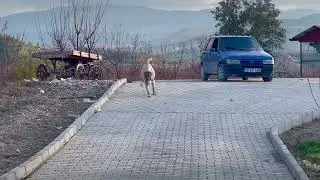 5 AYLIK DİŞİ PANTERİM