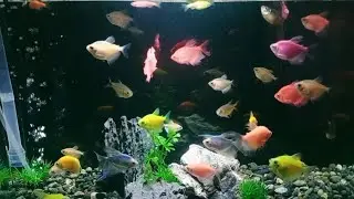 New Set up of My Glofish Tank