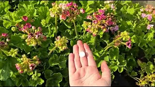 Финальная летняя подкормка для герани, для пышного и яркого цветения