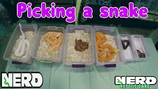 PICK THE BEST PET SNAKE - SNAKE CARE GUIDE