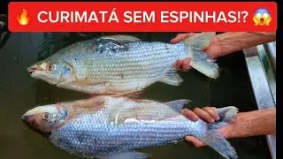 HOW TO REMOVE ALL THE THREADS FROM CURIMATÁ (Professional and Easy Technique) 🐟🔥