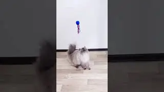 Cat Pouncing in Slow Motion! Ragdoll Cat Isa #shorts