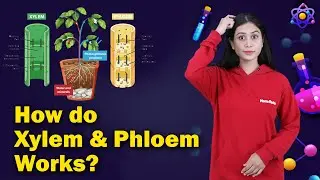 How do Xylem & Phloem works? | Transport in Plants | Biology | Home Revise