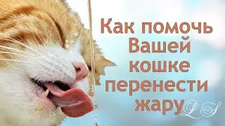 Как помочь Вашей кошке перенести жару. 7 способов защитить кота от жары