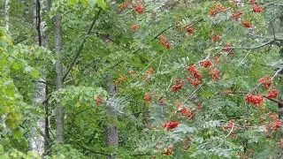♫  Улыбка осени... -  Вадим Гурьев.   Vadim Guryev - Smile of Autunm...