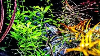 Easy To Grow Aquarium Plants: Pogostemon Sampsonii!!!