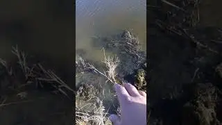 охота на ондатру капканами