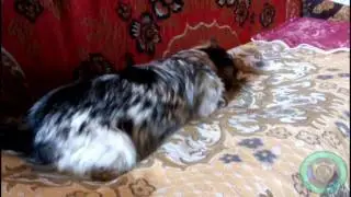 Собака играка
