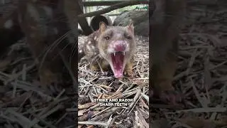 Quoll | Ever Heard Of This Animal?