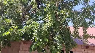 Дехаи Гулрез туто пухтан 🤓😋