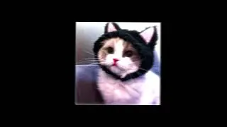 a million things 🐈