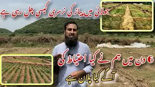 Onion nursery in July گرمیوں میں پیاز کی کاشت |Onion nursery preparation Part 2 |IR FARMS