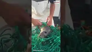 Ağlara Takılan Fok Balığı Sakince Kurtarılmayı Bekliyor :)