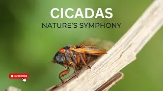 The Fascinating World Of Cicadas: Nature's Loudest Insects | Infinite Wisdom Hub