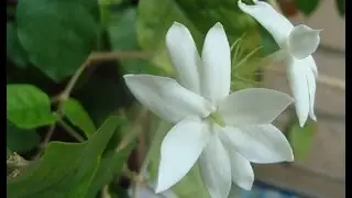 Самбак сорт 