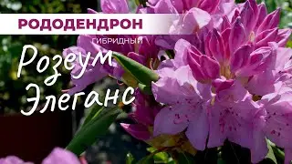 Рододендрон Розеум Элеганс: знакомимся с сортом