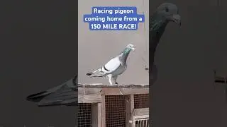 PIGEON RACE FOR 150 MILES! Race bird coming HOME!
