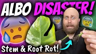 How to Save Your Propagations from Root Rot & Stem Rot | Monstera Deliciosa Albo Rot