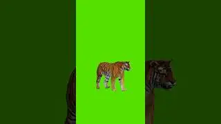 Loin green screen background video // loin video effects @RanaComenti74