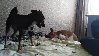 Отдай мою косточку! #Прикол #Собака