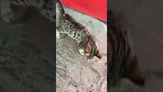 Умный котёнок