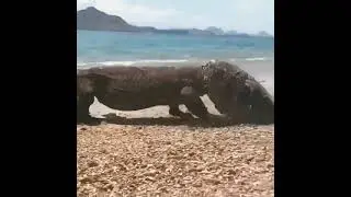 Deadliest Reptile | Komodo Dragon