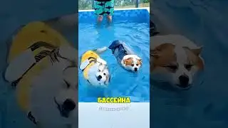 Корги против хаски в бассейне! 😳