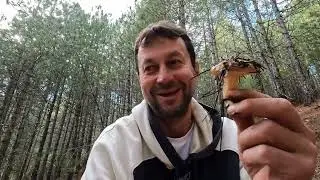 Грибы в горах Турции.  Маслят полно. А рыжики где?