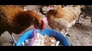 أسباب النجاح في مشروع تربية الدجاج البلدي و السلالات طبق هذه النصائح و ستنجح في مشروعك بإذن الله