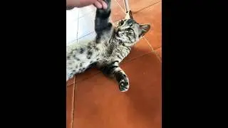 Cat 🐈😍 @sarwaraportugal