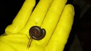 SPOTTED A MILLIPEDE