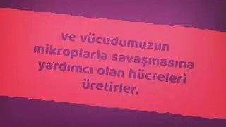 Bademciklerin Fonksiyonu