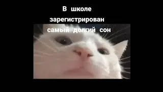 БЕЛЫЙ КОТ КАЧАЕТ ГОЛОВОЙ ПОД МУЗЫКУ МЕМЫ 😂🤣🤣