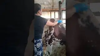 Аллергия у коровы🐄 