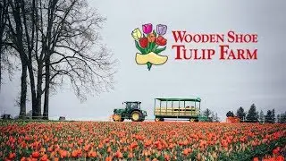 Wooden Shoe Tulip Farm - Woodburn, Oregon