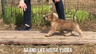 BRAND LIFE HOUSE YUGRA - продается щенок керн терьера