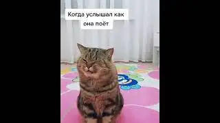 Бедный кот