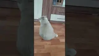 бух)))
