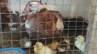 Is it necessary to take ducklings from a Muscovy duck during hatching?