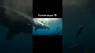 РЫБАК приручил АКУЛУ